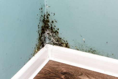 Top Warning Signs That You Have Dangerous Mold